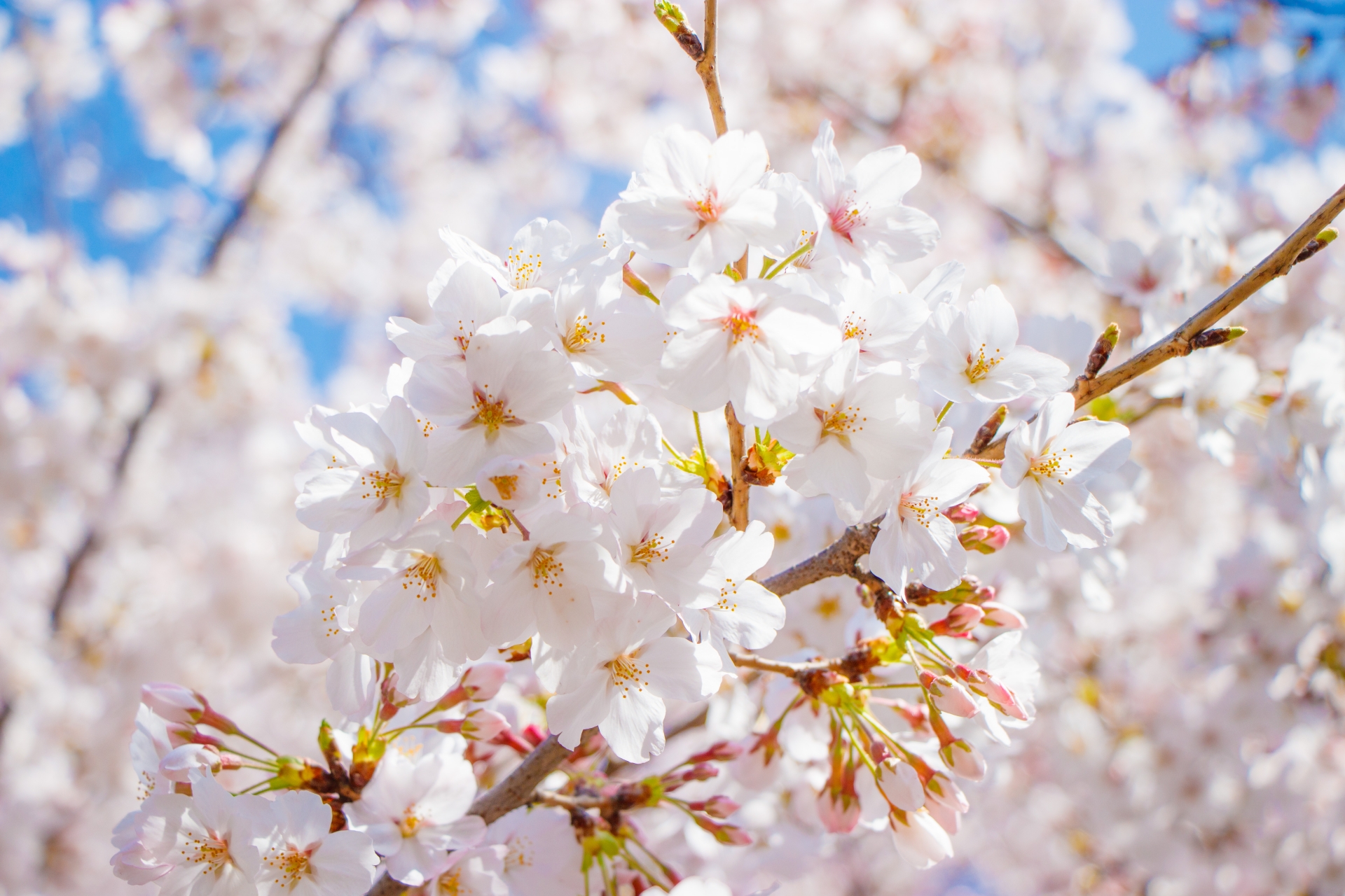 桜を見る会：分かりやすく解説